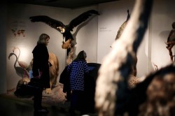 museum natural history Luxembourg